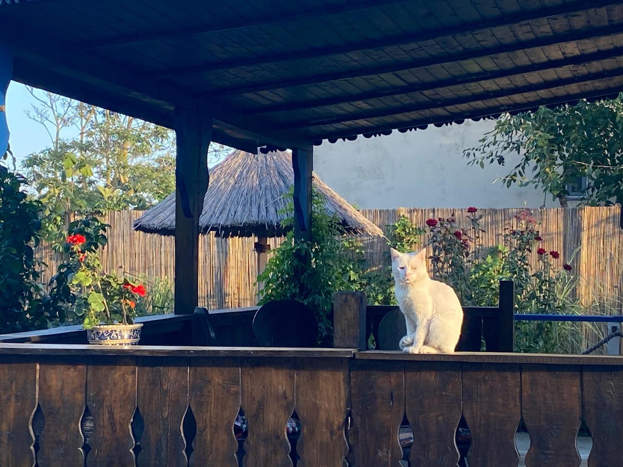 Casa Soarelui Hotel Murighiol Luaran gambar